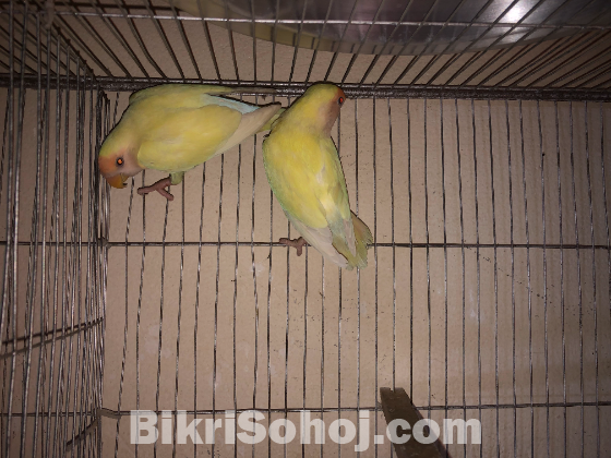 Crimino Lovebird Pair (Red Eye)
